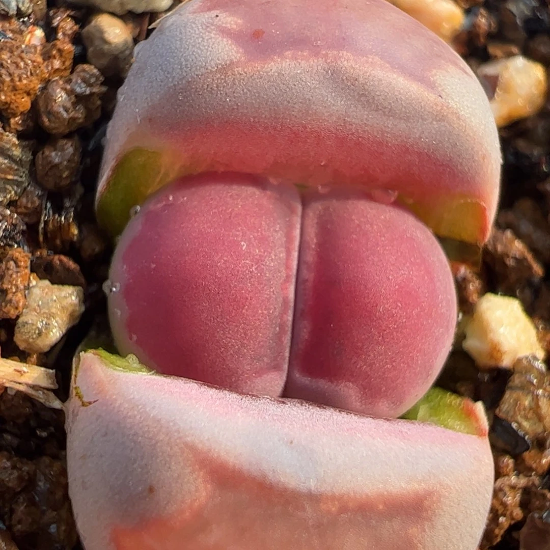 034多肉植物百科