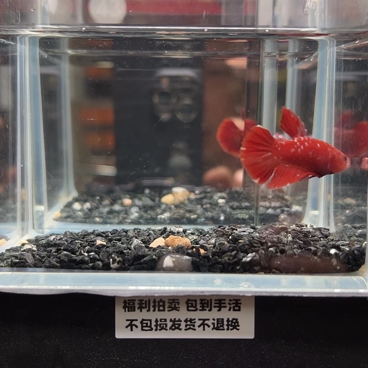 斗鱼竞拍跑单拉黑16日43