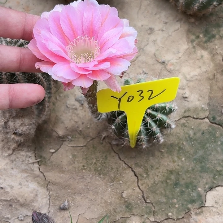 柠****千Y032,混色一颗瑕疵