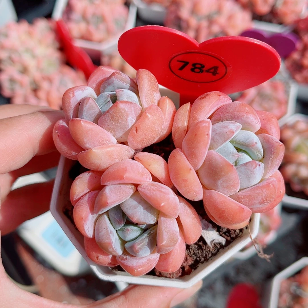 784号小老桩糖心群