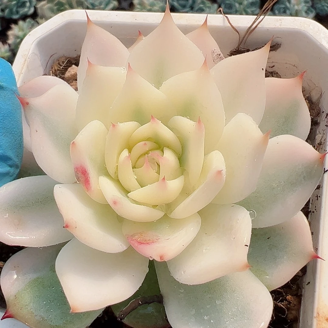 吉娃娃锦，叶心可能全锦