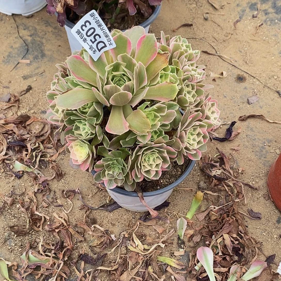 天***梦503女妖多肉法师锦带花脸