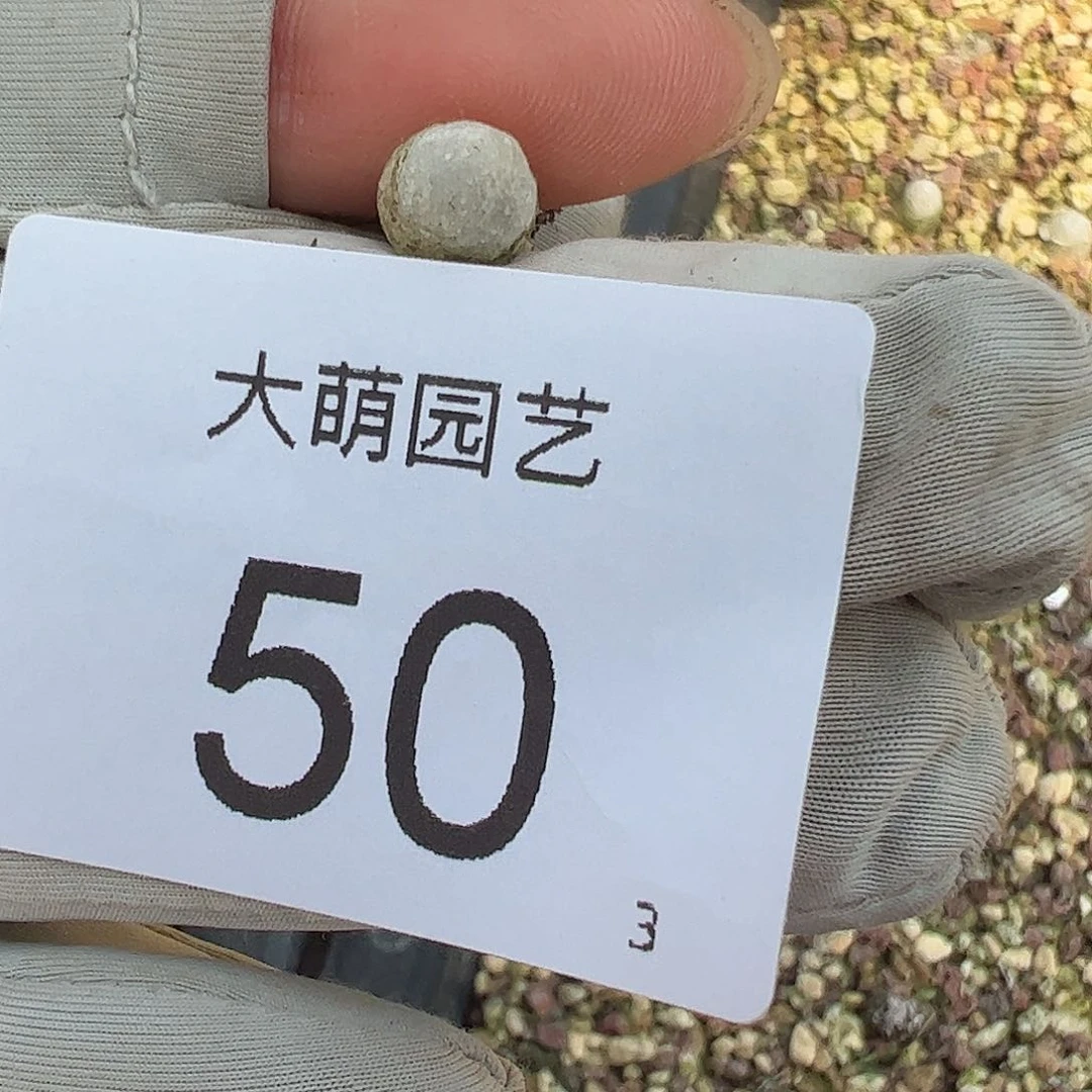 000050量拍哈默灯泡1颗尺寸不低于0.6