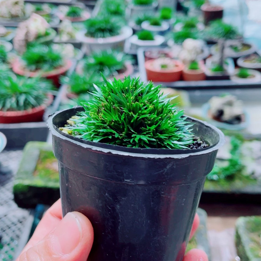 无花朵贾*全贵船苔贾先生8889