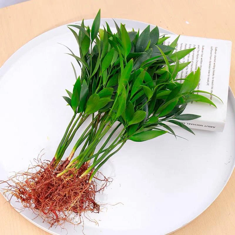 水培新宠竹柏盆栽驱蚊竹富贵竹水培植物室内客厅绿植花卉四季常青