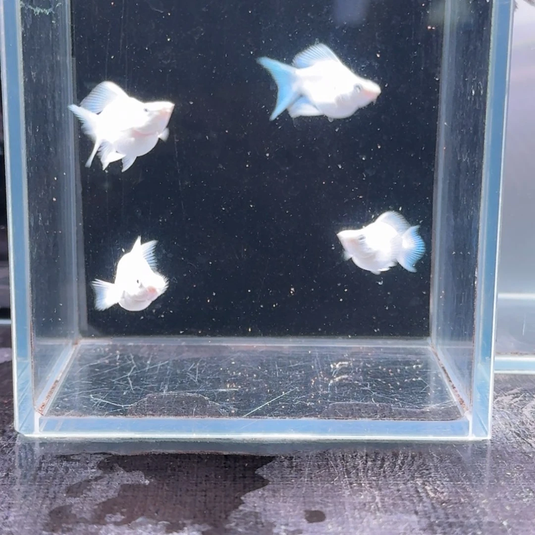 孔雀鱼瓷白玛丽4条
