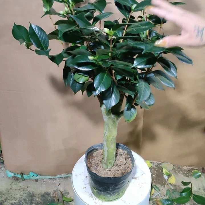 983大五宝，原盆原土发货，不包邮