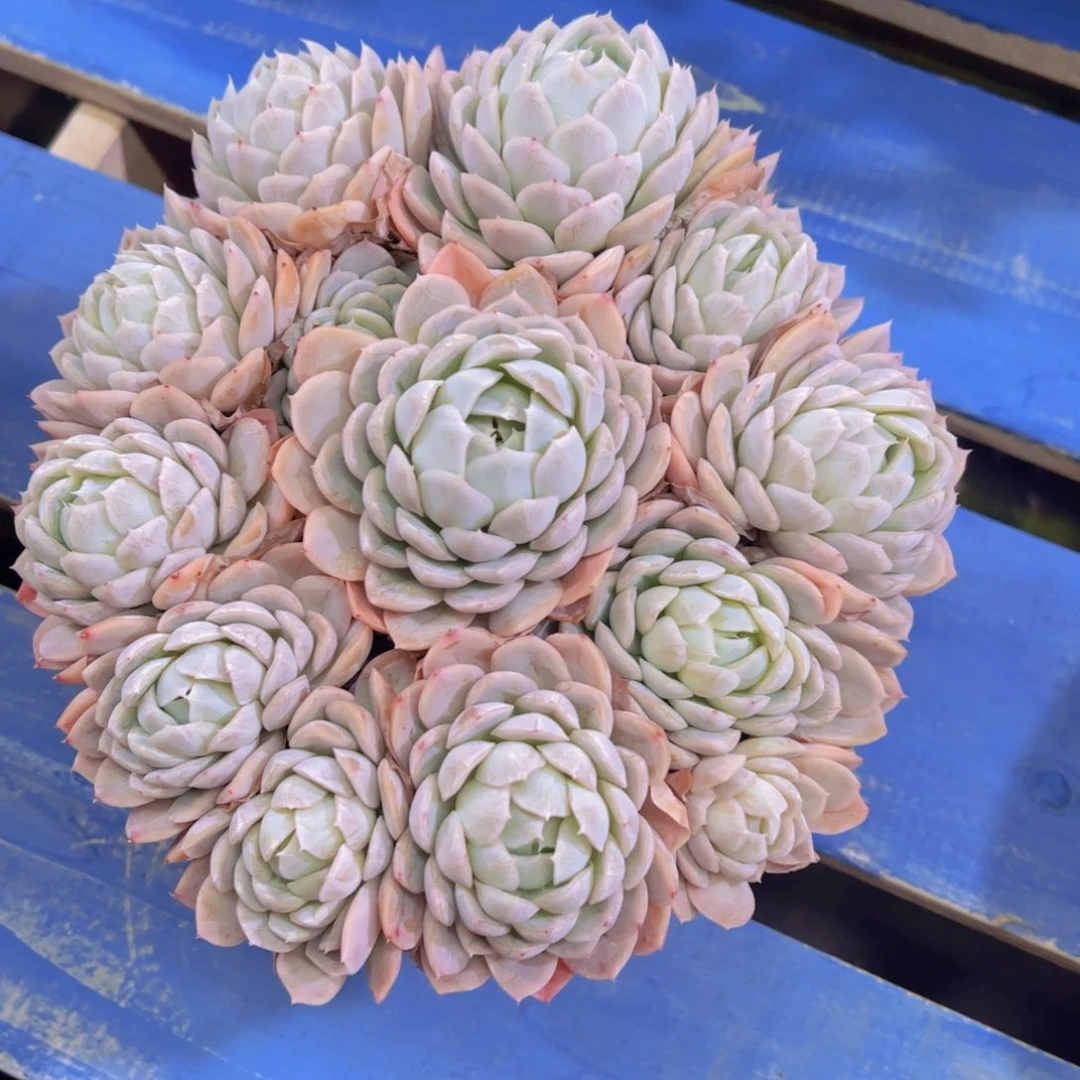 玉*粉雪球，多肉植物