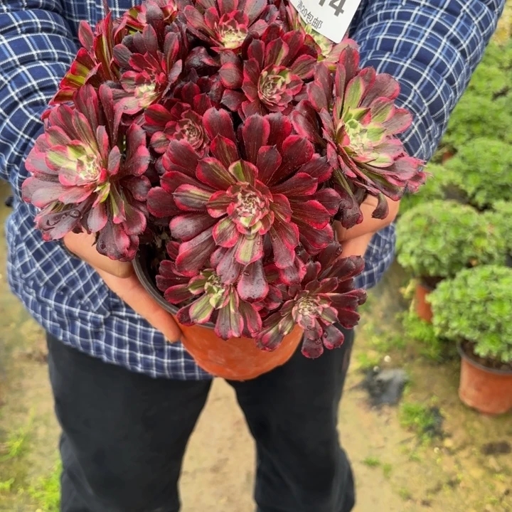 瑞妈，，。。。。714同花顺