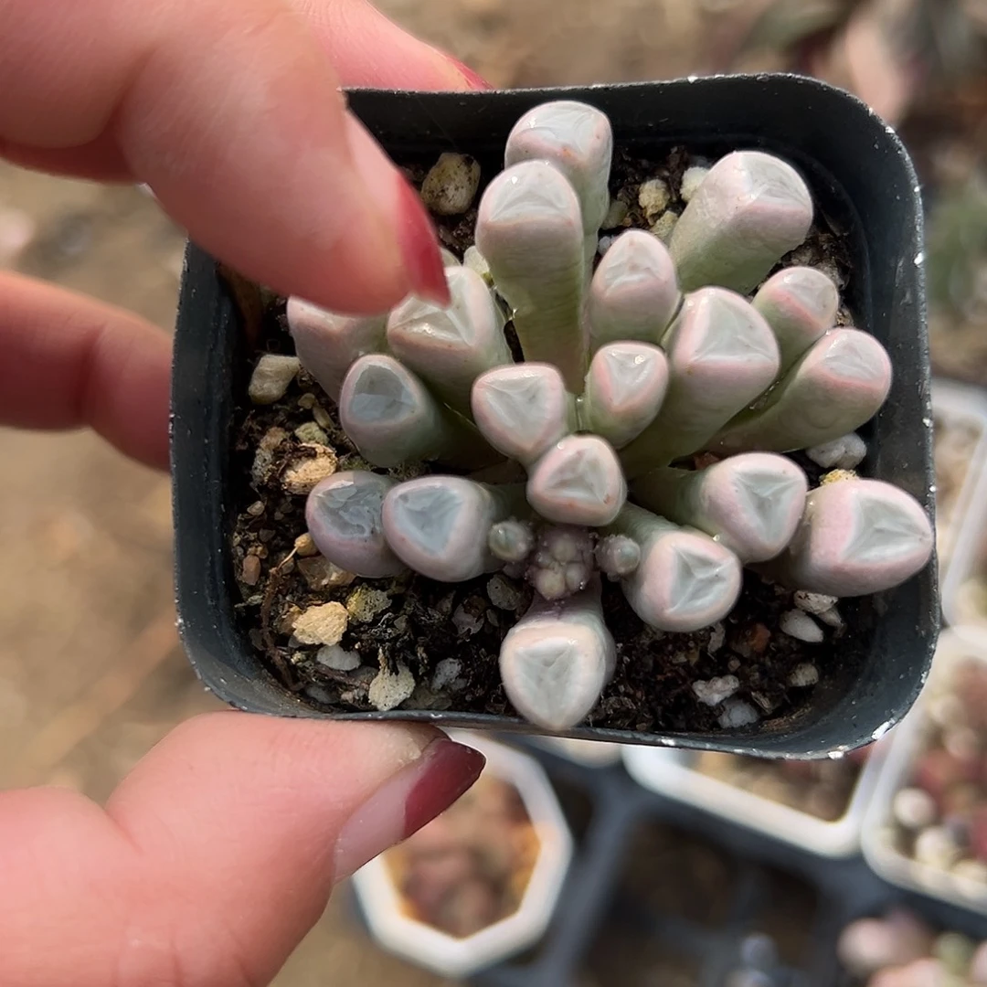 多肉植物多肉植物