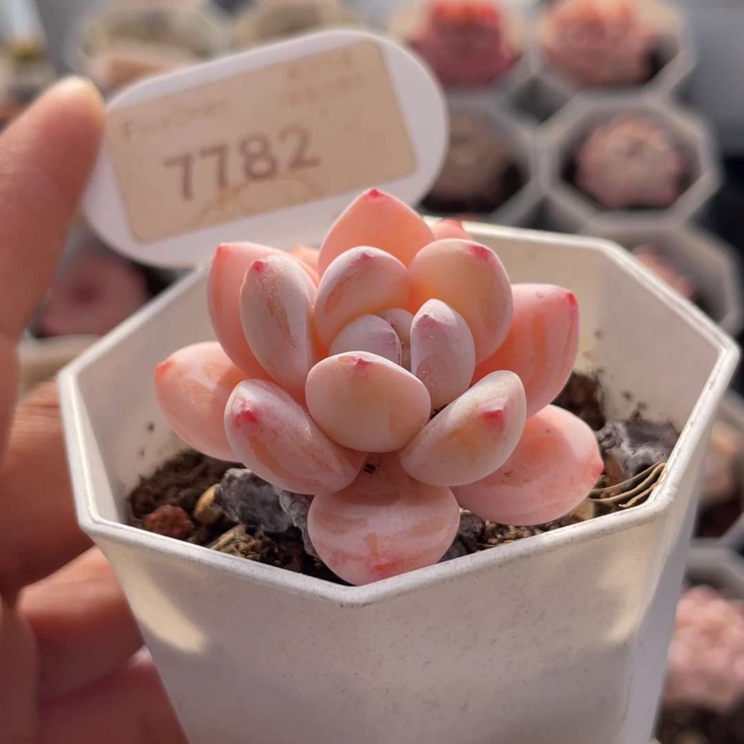 冷香7782-4.5厘米