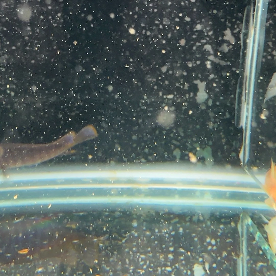 慈鲷风*萨伊蓝10/12保证鱼鳍完整