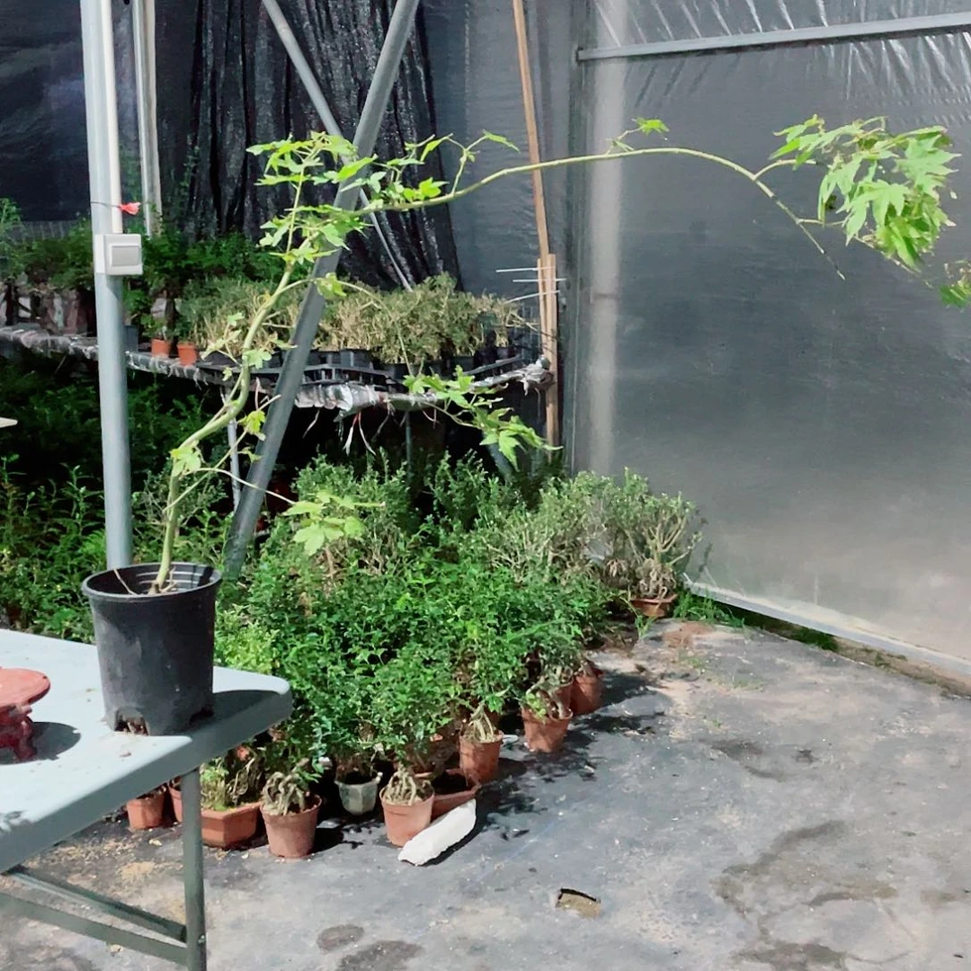 小***水当前无花栽培后可以开花流泉枫