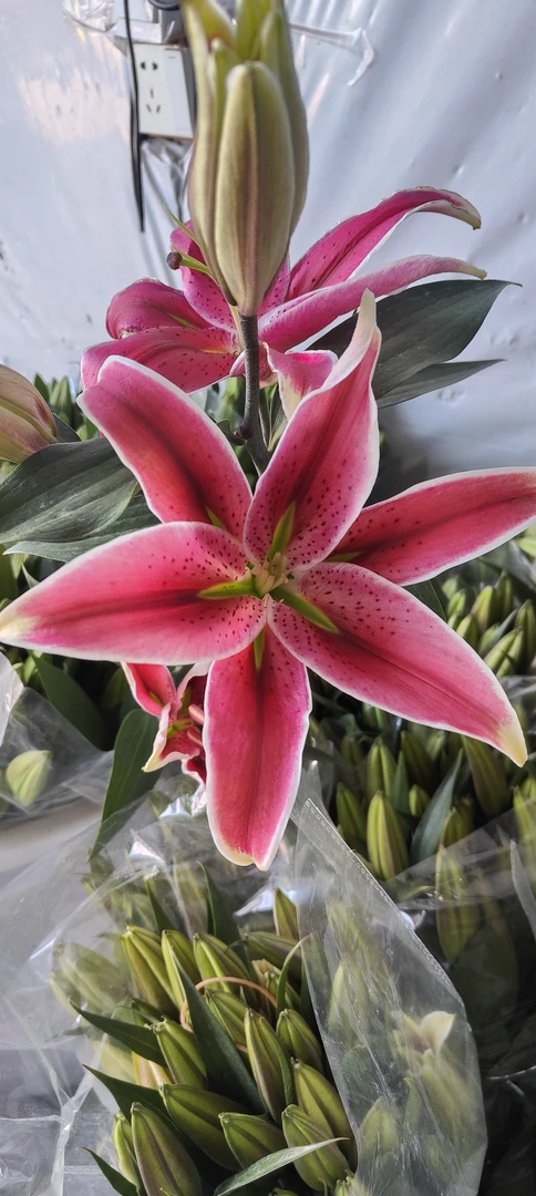 《右芊:草莓木恩香水百合花》云南基地直发水养鲜花束家用插花速递