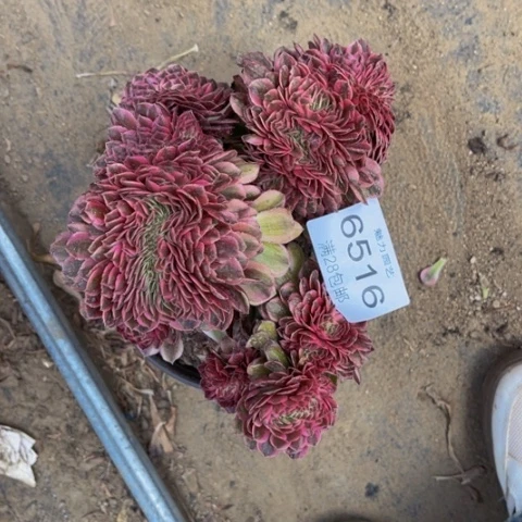 荔枝多肉多肉肉6516