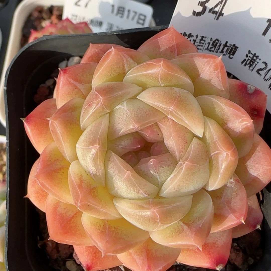 花语逸境0117-34糖心