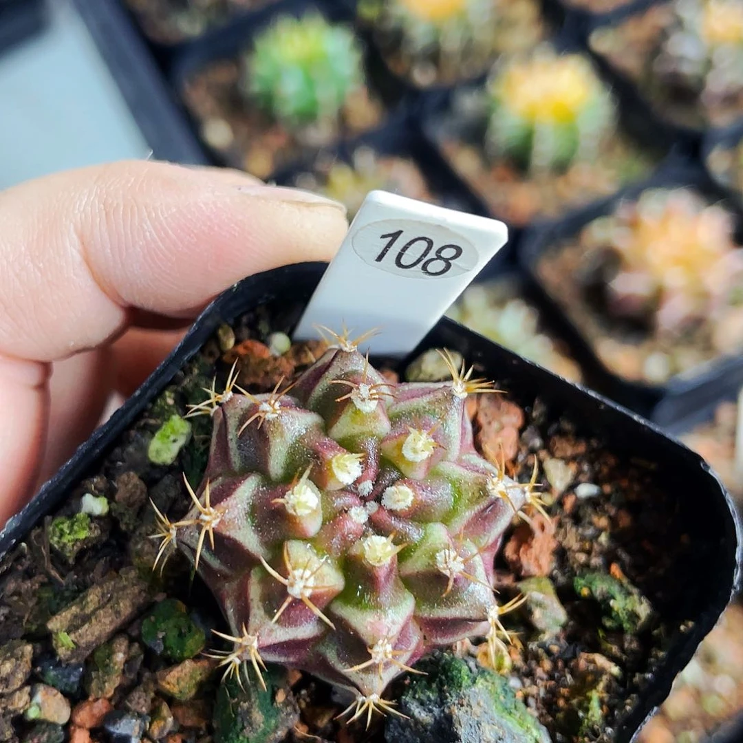 球****人非偏远地区满25包邮仙人球