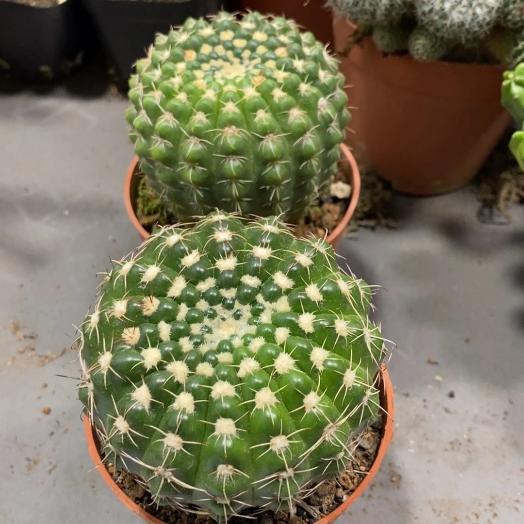 实生根眩美玉一杯