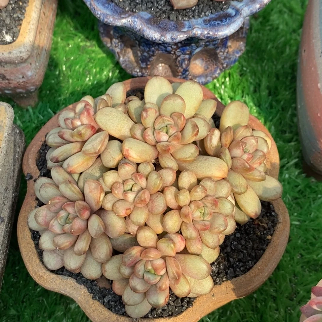 ~**~yy葡萄多肉植物