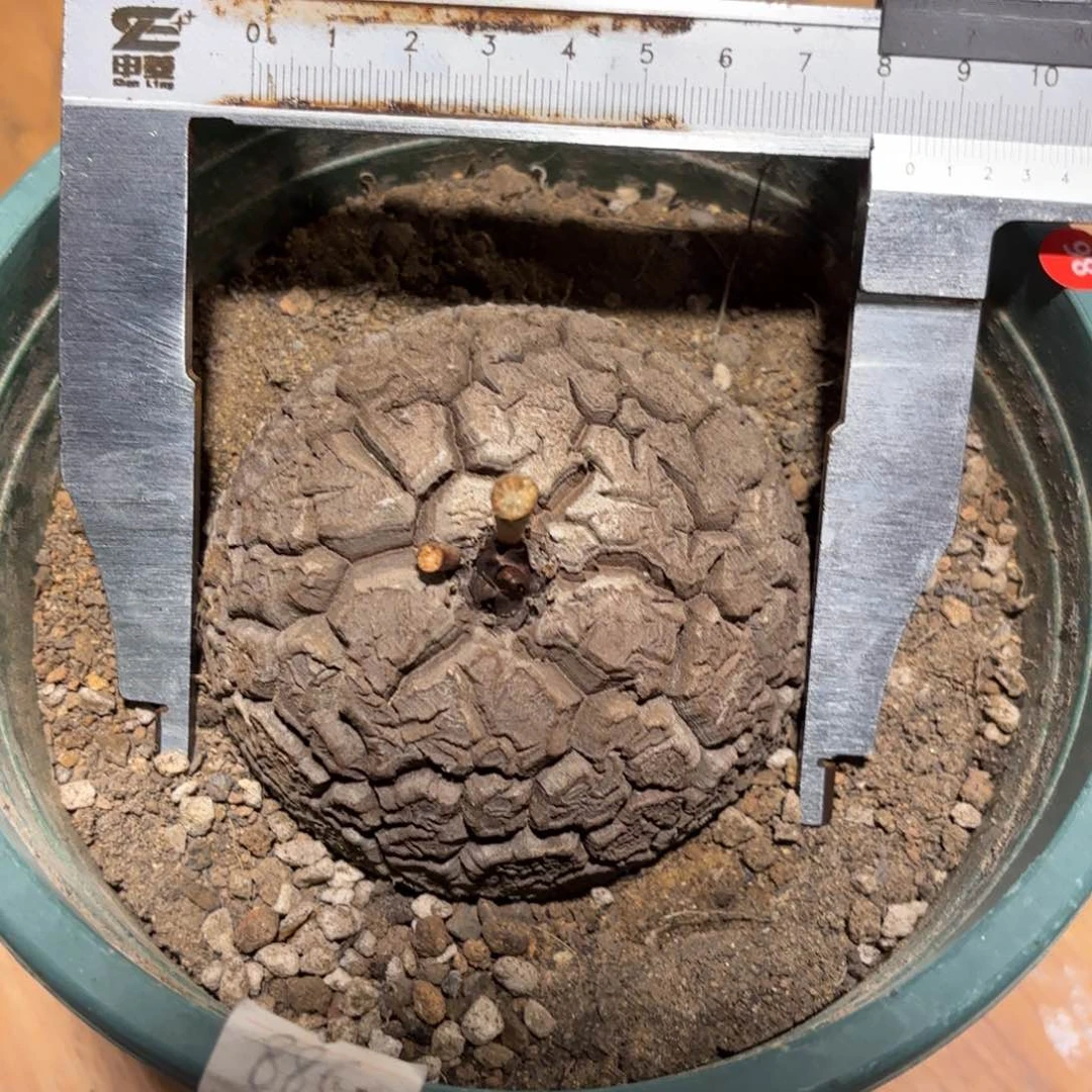 龟甲龙百卉植物园