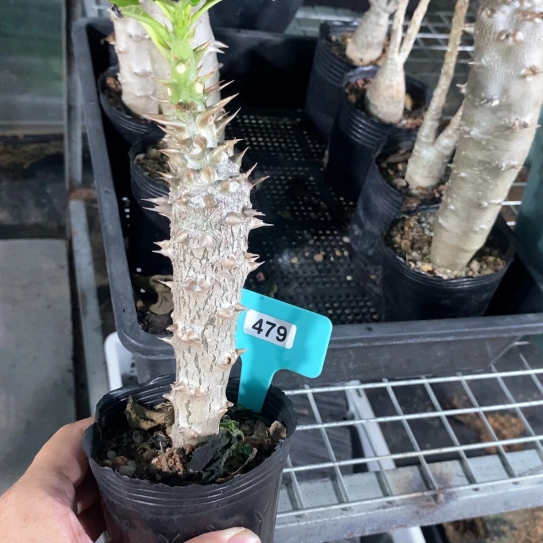 巴士棒槌多肉植物