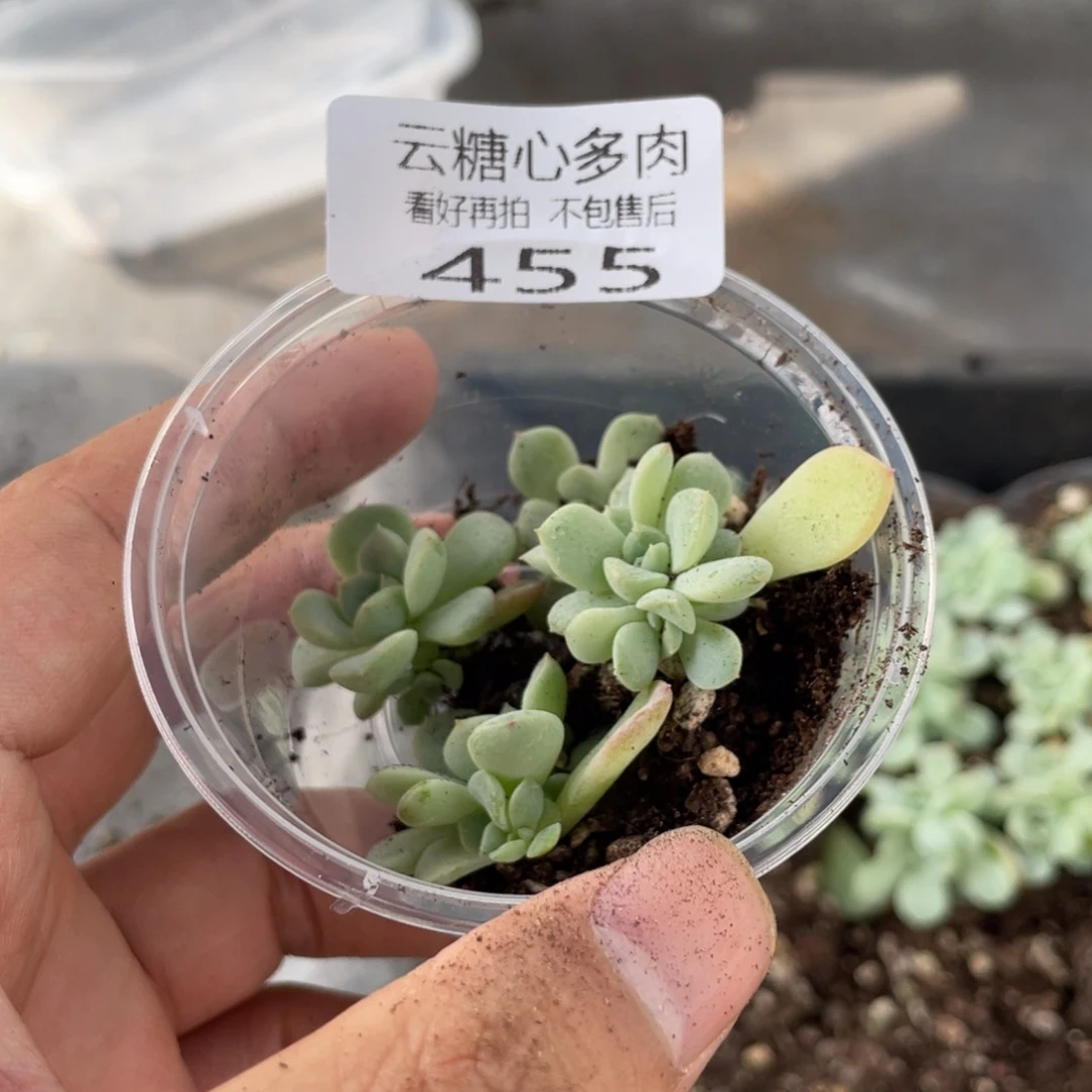 云糖心多肉植物455