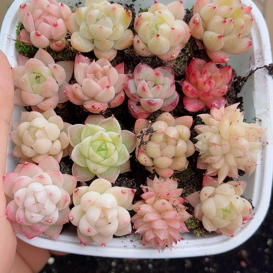 1-504 新疆西藏内蒙不发12.8包邮2-3公分多肉