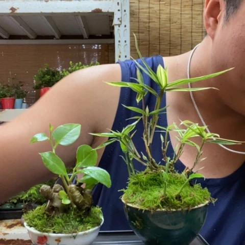 红陶一物一拍所见即所得83