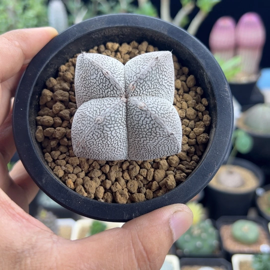 恩冢5.7一物一拍默认脱土发