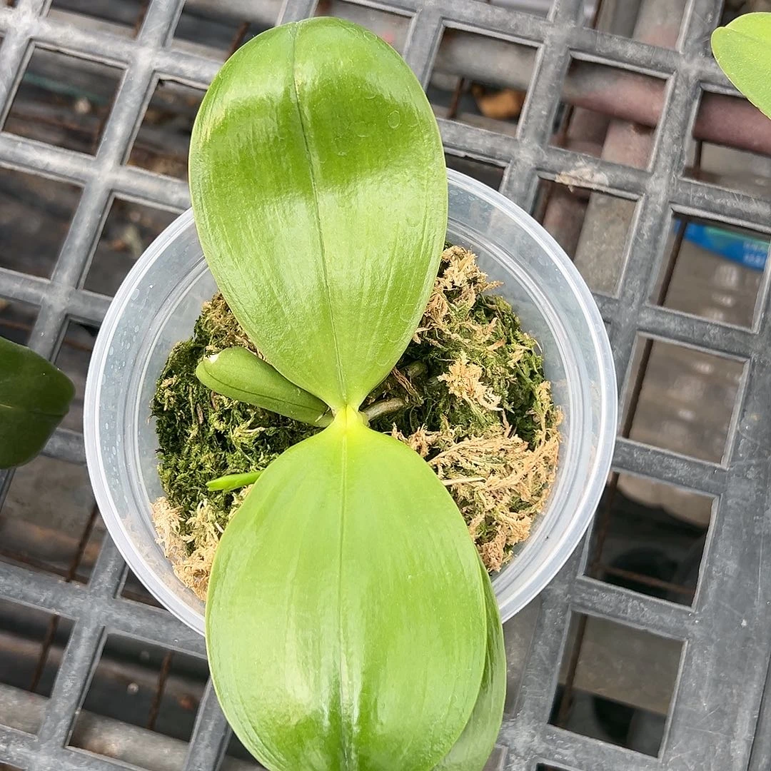 完全开放超级斑马84 日