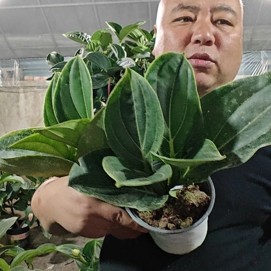 洛***江无花朵宝莲灯花基地发货