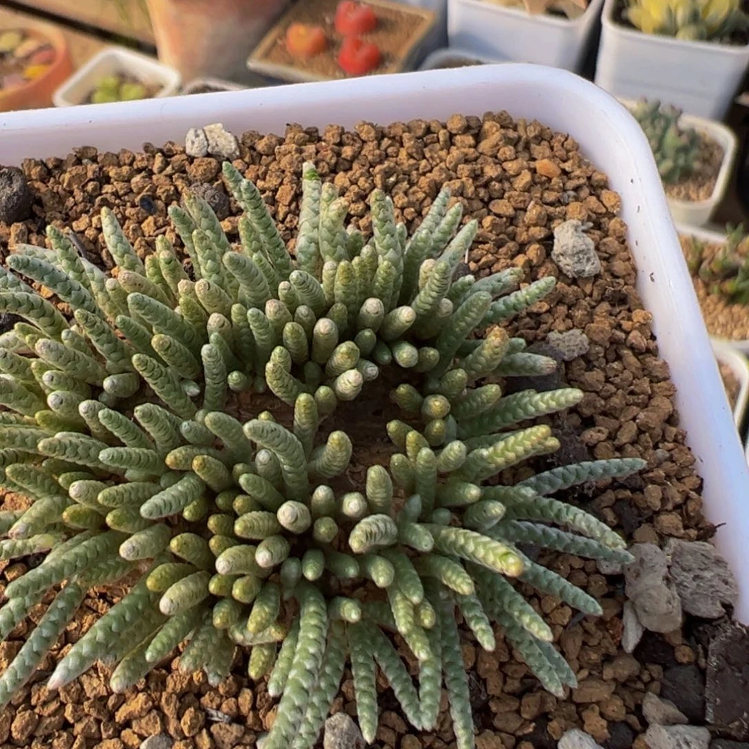 124多肉植物百科植物