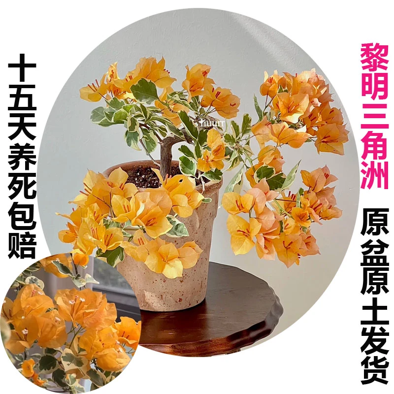 黎明三角洲(三角梅)原生大苗四季开花老桩爬藤植物