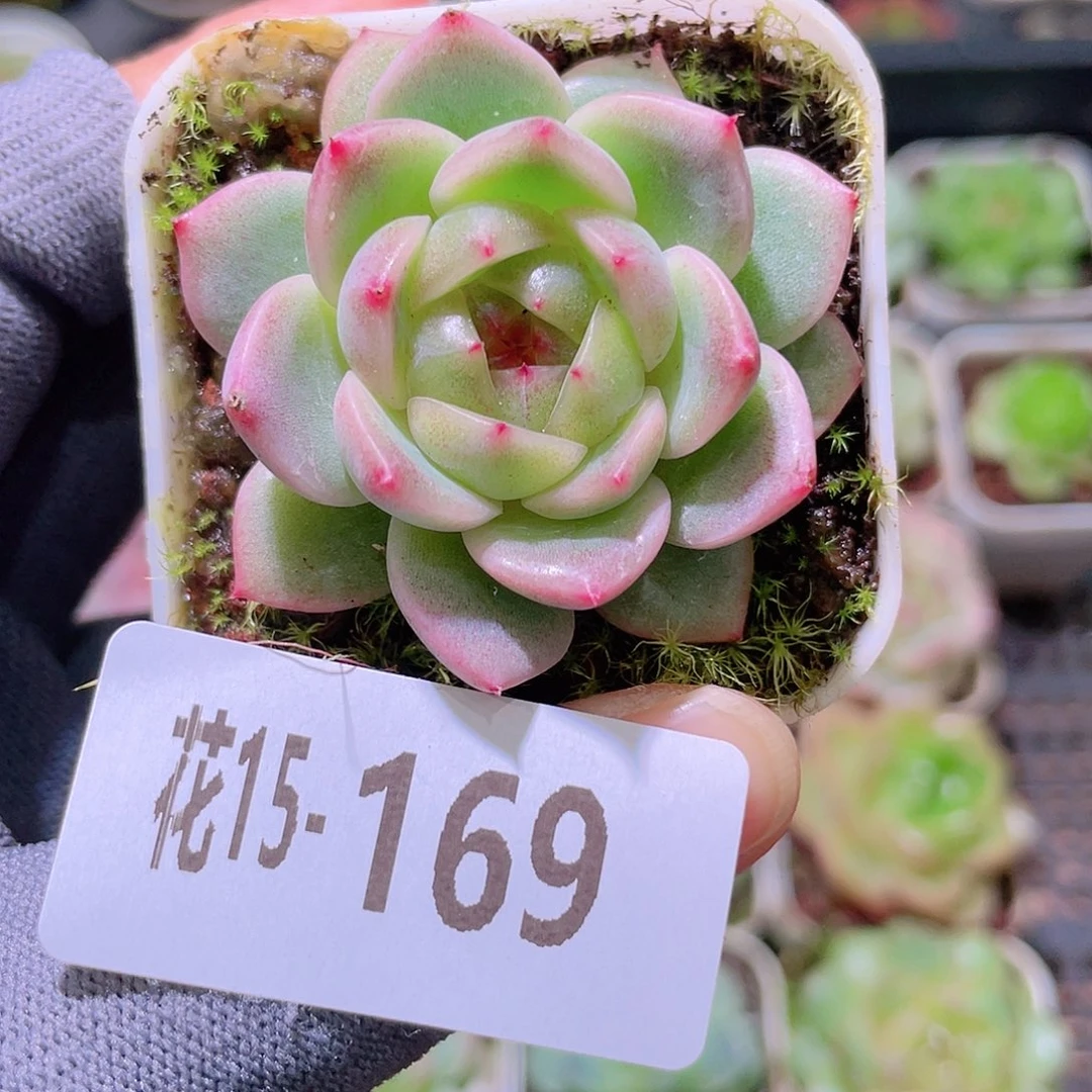 花利美15-169珍妮
