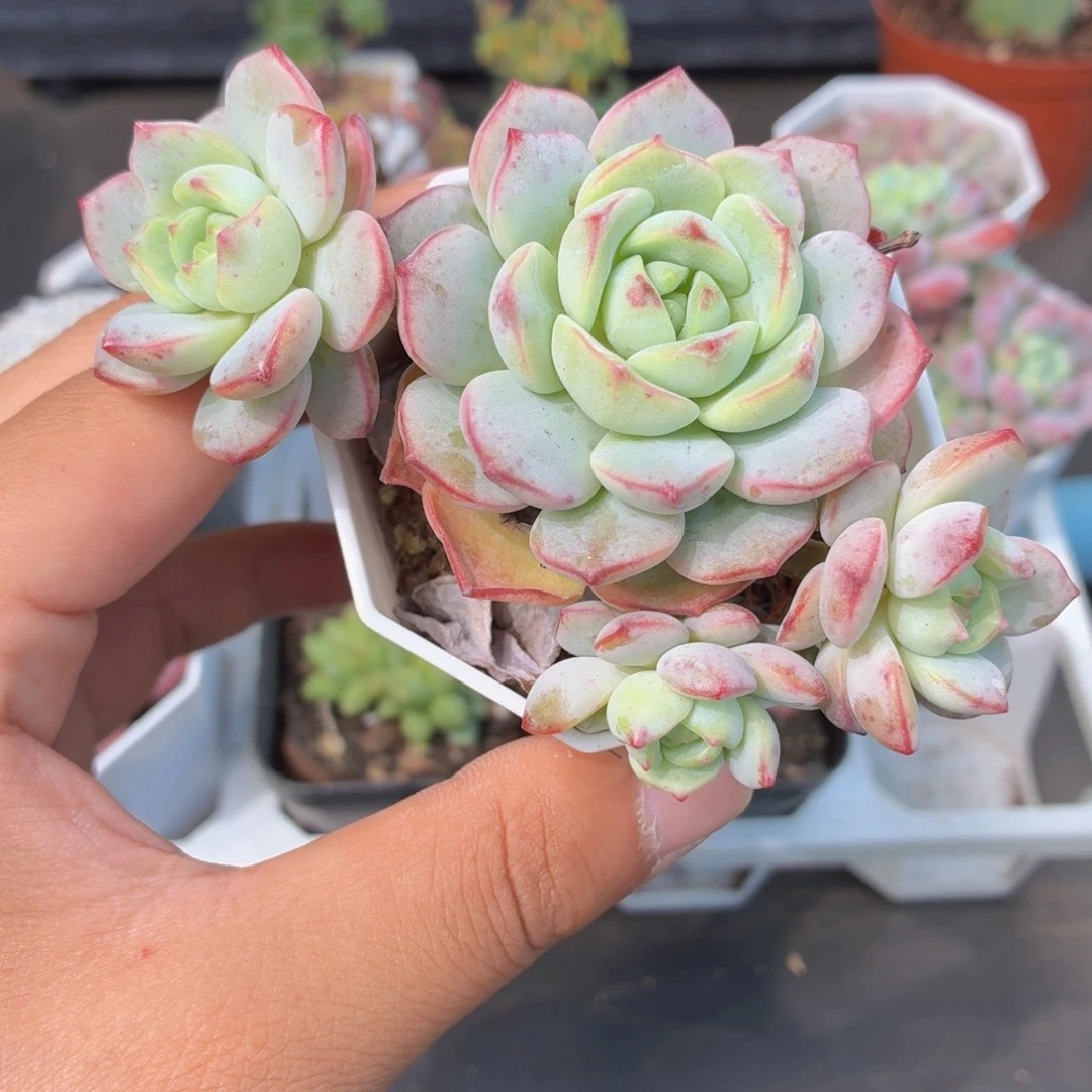 香草多肉9.9包邮发货