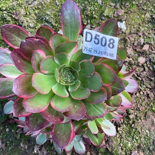 508黑魔锦多肉植物