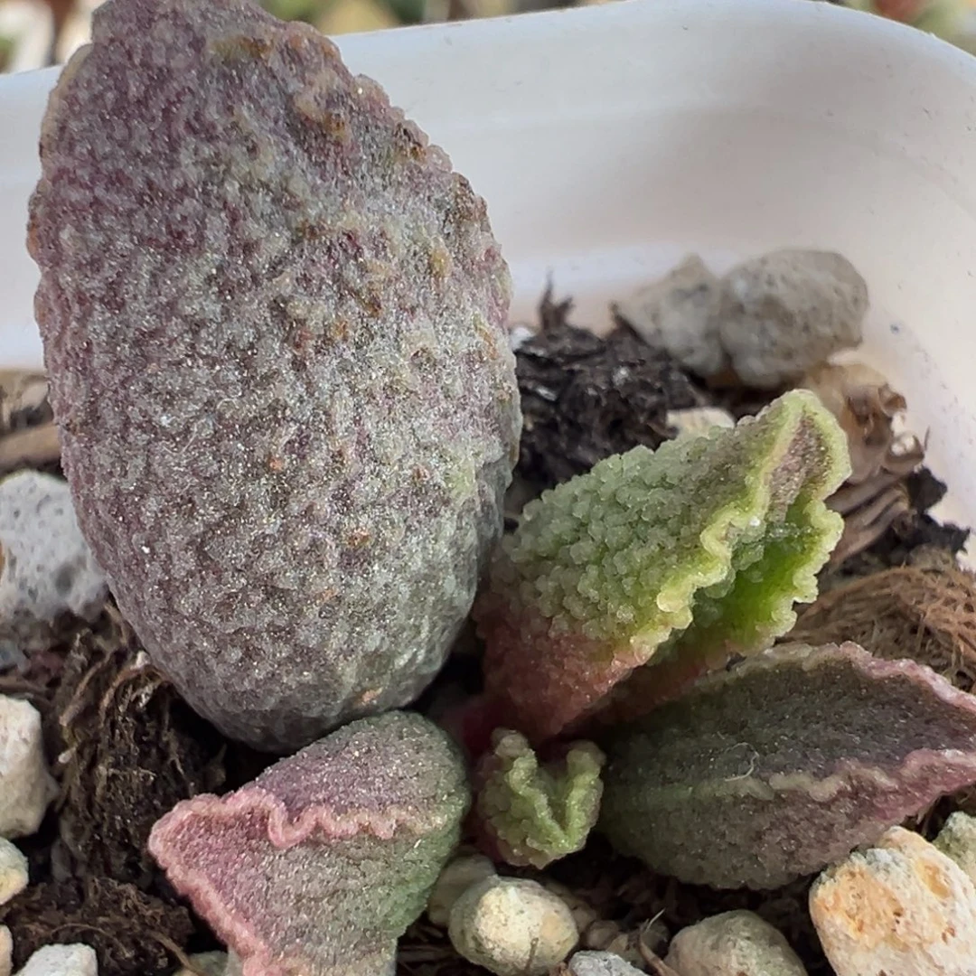 楞叶皱边款实生新品大苗