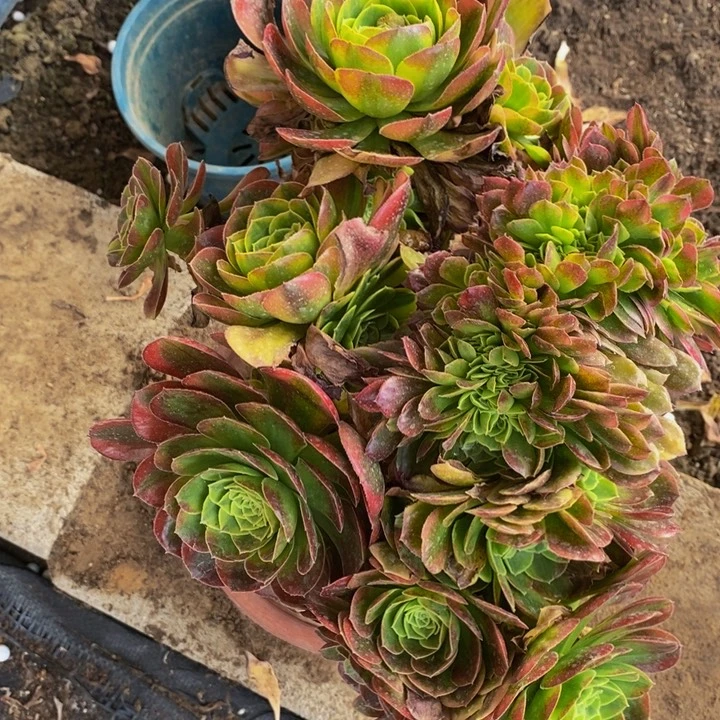 奶白一颗多肉植物