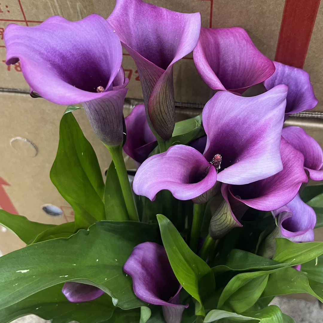 小老虎花卉马蹄莲【杜邦】多花盆栽花卉多年生室内散光易养护