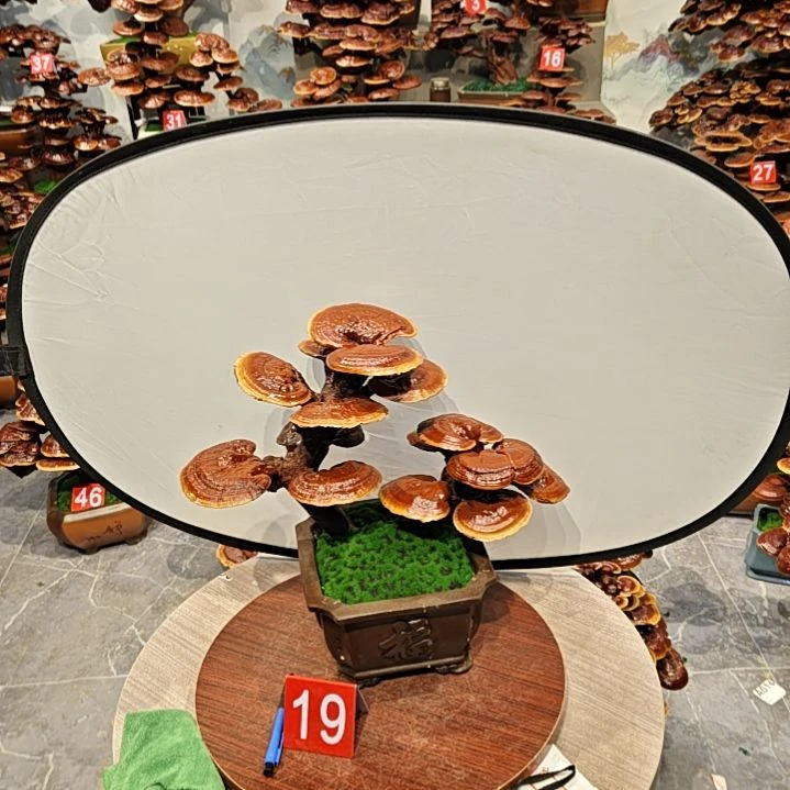 灵芝盆景高端大气上档次