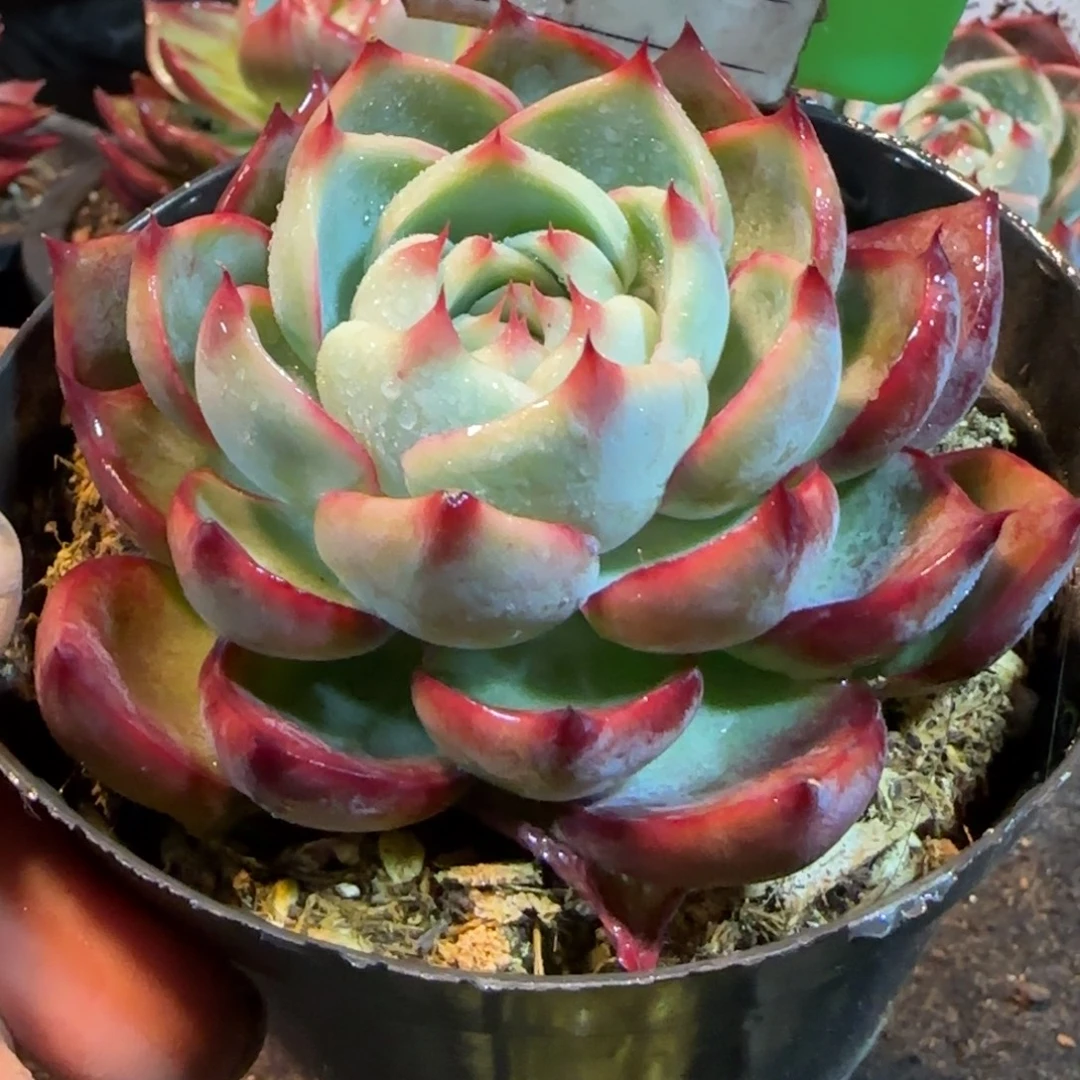 三角勺型惊鸿一物一拍包装收缩花旱889