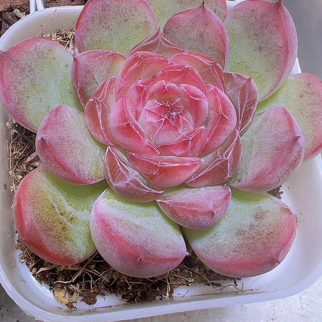 玉琴19包邮多肉植物