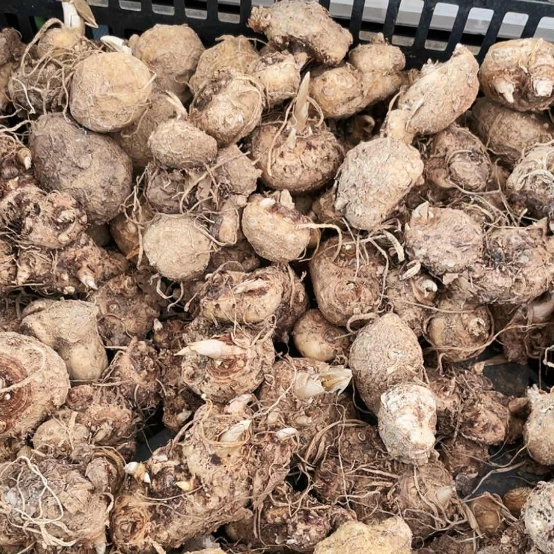 马蹄莲大球三个冷库新球