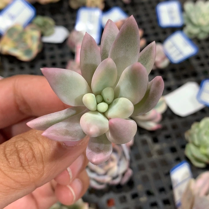 红蜻蜓腹轮锦可嫁接