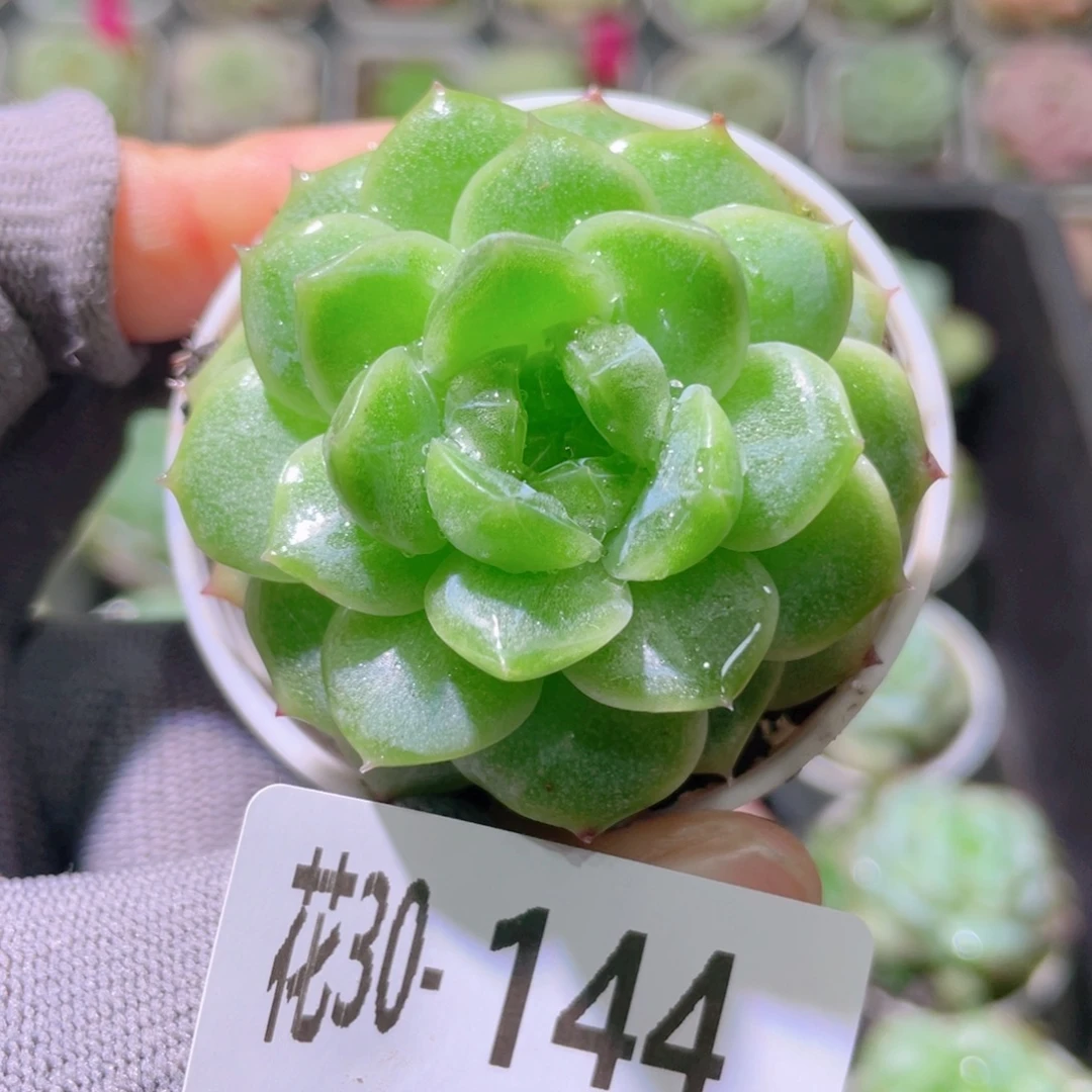 花利美30-144新品珍妮