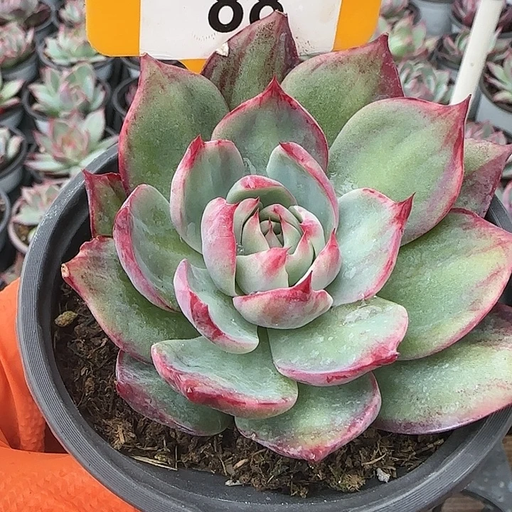 88 惊鸿仙子多肉植物6-9cm