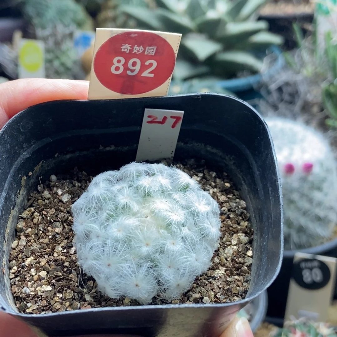 自根佛头白星3.3cm一棵仙人球