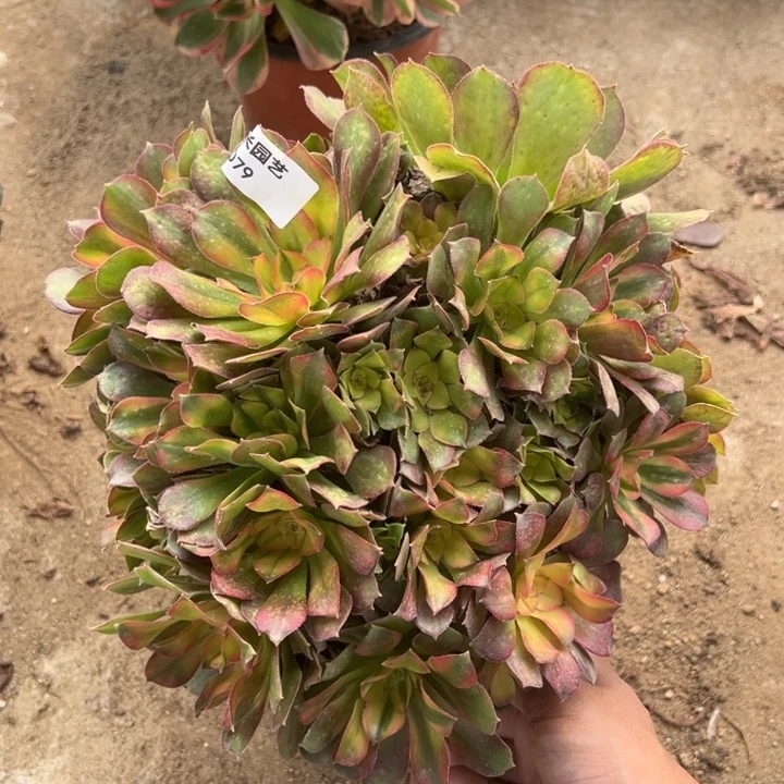 雅典娜绣球多肉植物079
