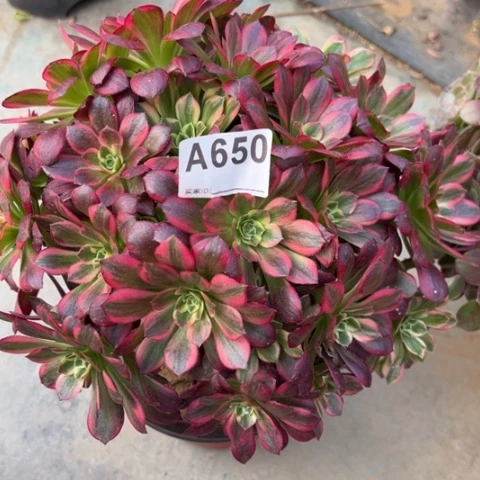 650安娜25厘米左右