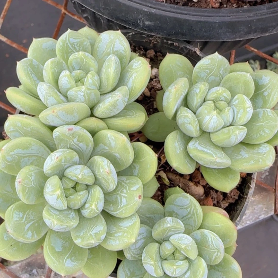 【闪购商品】四头起百达翡翠